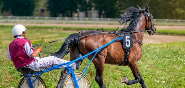standardbred